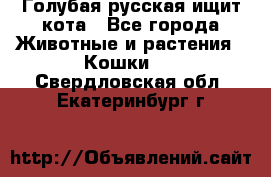 Голубая русская ищит кота - Все города Животные и растения » Кошки   . Свердловская обл.,Екатеринбург г.